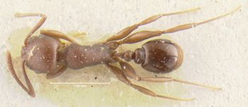 Media type: image;   Entomology 21005 Aspect: habitus dorsal view